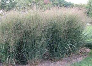 Panicum